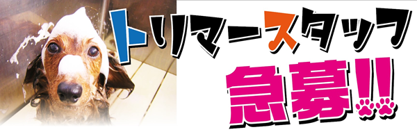 トリマースタッフ募集！
